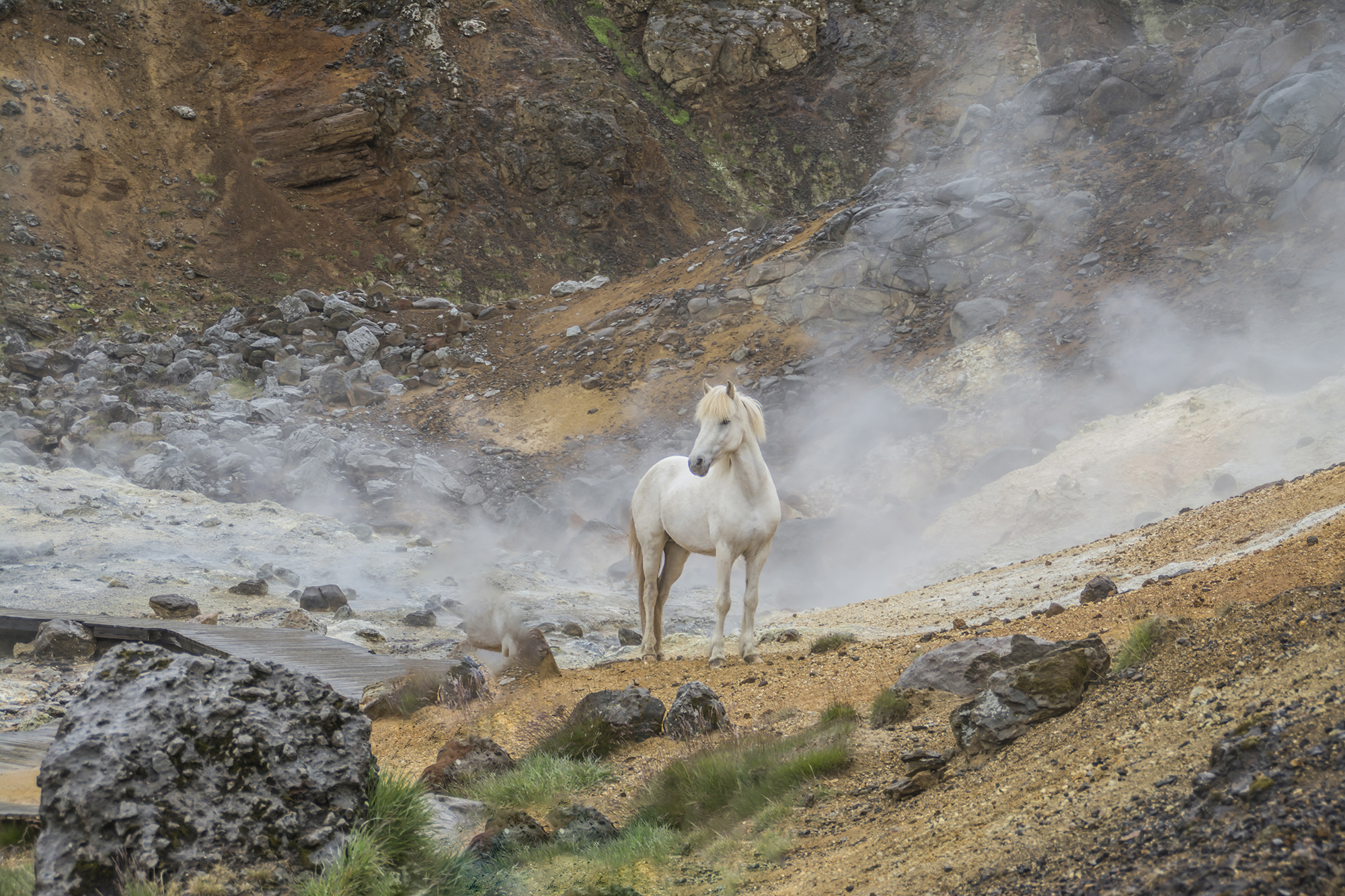24 P. Wachter der Natur - Sylvia Schwed